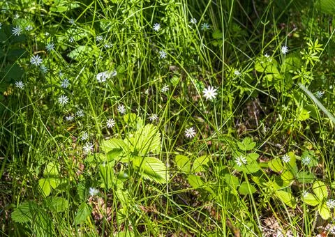 Wildflowers in the forest. 库存照片