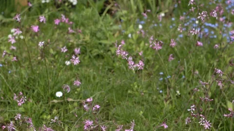 Wildflowers in the garden 库存影片 121062764