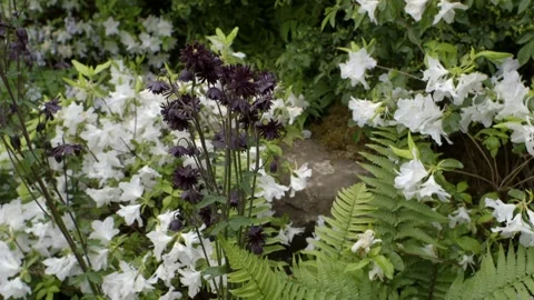 Wildflowers in the garden Stock Footage 130641024