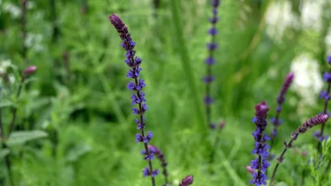 Wildflowers in the garden Video stock 155151258