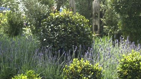 Wildflowers in the garden Video stock 155151271
