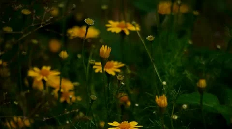 Wildflowers in gently breeze Vídeo Stock 22158735