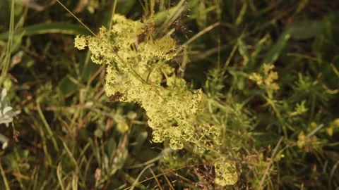 Wildflowers grass nature Stock Footage 280194151