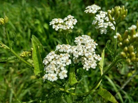 Wildflowers in the grass Stock Photos