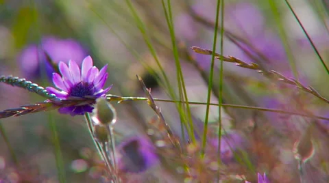 Wildflowers grow in the sun. Stock Footage 65004357
