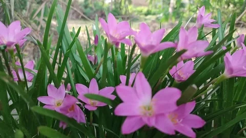 Wildflowers growing on the side of the road Stock Footage 265948975