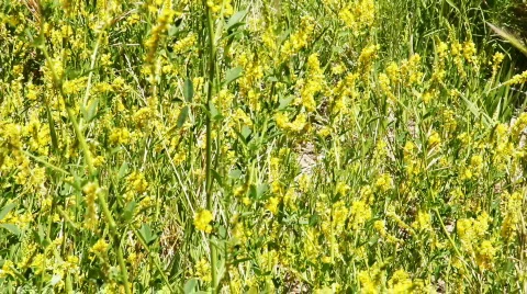 Wildflowers HD Stock Footage 786892