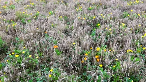 Wildflowers inbetween a grainfield  to help the bees (bees die) in summer in Stock Footage 150316218