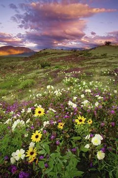 Wildflowers on a landscape, Anza Borrego Desert State Park, California, USA Stock Photos