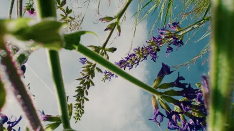 Wildflowers from low angle at sunny day Stock Footage 336497432