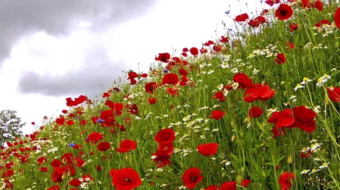 Wildflowers in luxembourg Vídeo Stock 34409053