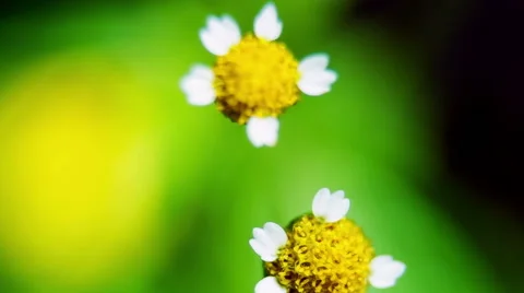 Wildflowers. Macro. Stock Footage 49701360