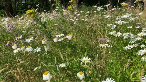 Wildflowers in Meadow Eugene Oregon Stock Footage 202086295