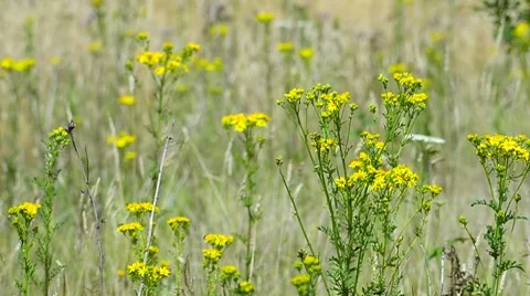 Wildflowers in a meadow Stock Footage 7767082