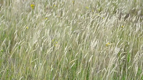 Wildflowers in a meadow Video stock 7767266