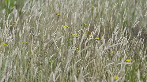 Wildflowers in a meadow Stock Footage 7767306