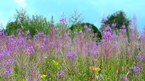 Wildflowers in an meadow Stock Footage 7767395