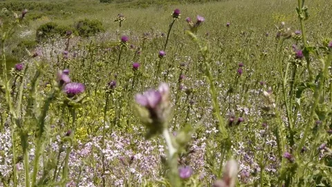 Wildflowers in Meadow Video stock 75893566