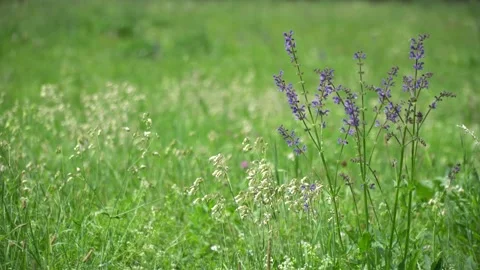 Wildflowers in the meadow Stock-Footage 136885044