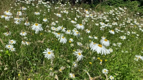 Wildflowers in Meadow Stock Footage 201903772