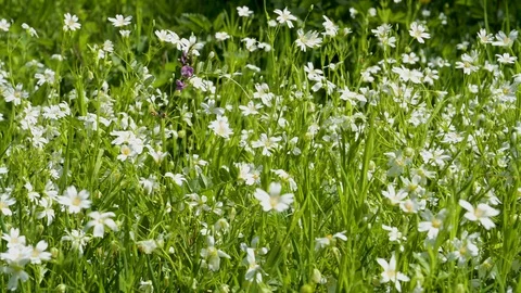 Wildflowers of a meadow in the spring Stock Footage 129711469
