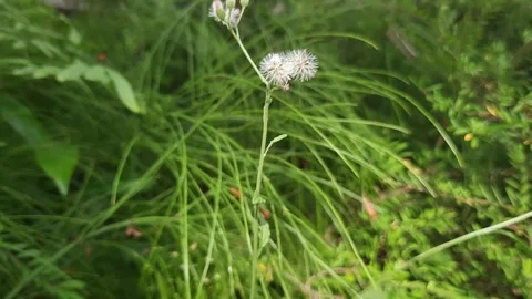 Wildflowers in the middle of a meadow Stock Footage 279124567