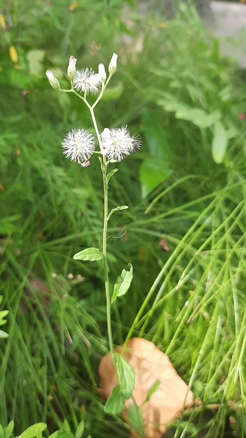 Wildflowers in the middle of a meadow Stock Footage 279124601