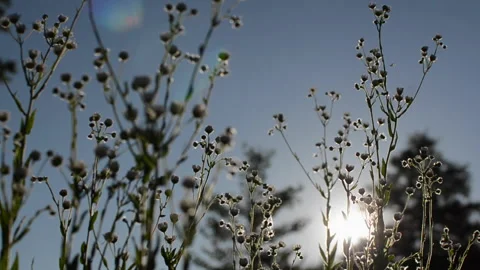 Wildflowers in motion at sunset Stock Footage 140623180