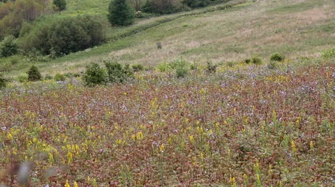 Wildflowers in a mountain field. Vídeo Stock 54980951