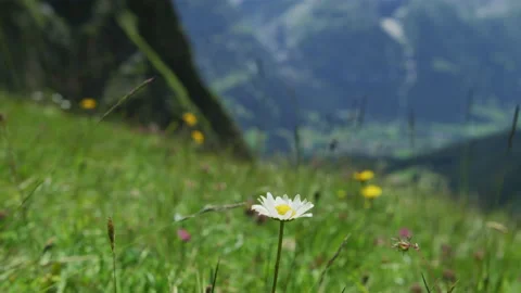 Wildflowers on a mountain slope Stock Footage 219707299