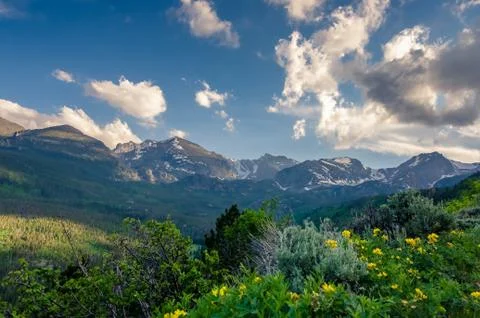 Wildflowers in the mountains. Stock Photos
