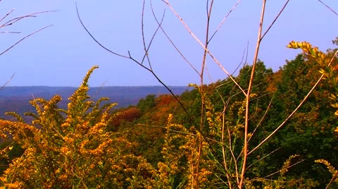 Wildflowers on a Mountaintop Video stock 904669