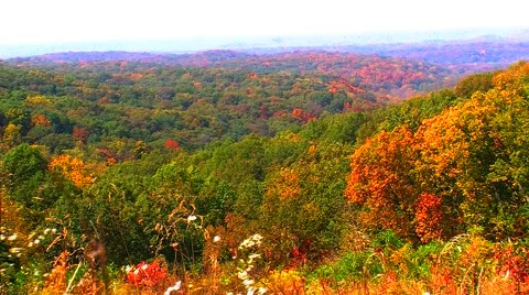 Wildflowers on Mountaintop Video stock 904675