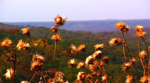 Wildflowers on Mountaintop Stock Footage 904698