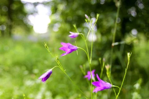 Wildflowers Stock Photos