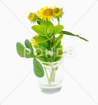 Wildflowers Stock Photos