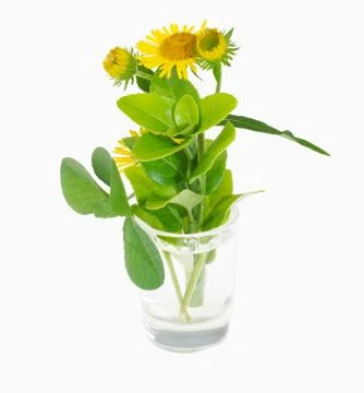 Wildflowers Stock Photos