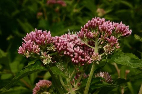 Wildflowers Stock Photos