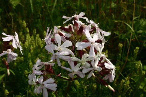 Wildflowers Stock Photos