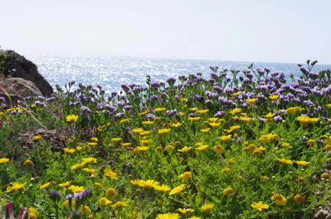 Wildflowers 스톡 사진