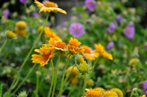 Wildflowers Stock Photos
