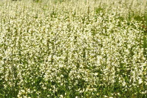 Wildflowers Stock Photos