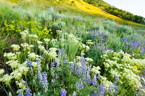 Wildflowers Stock Photos