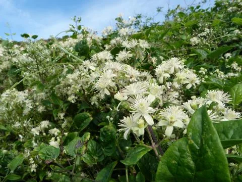 Wildflowers Stock Photos