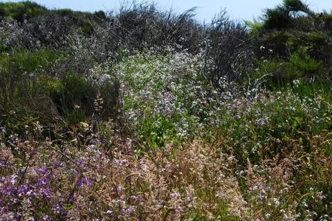 Wildflowers Foto stock