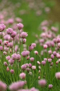 Wildflowers Stock Photos