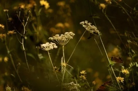 Wildflowers Stock Photos