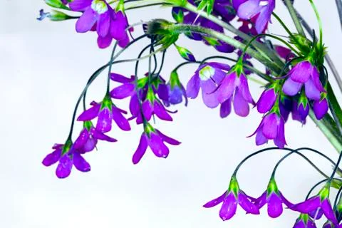 Wildflowers Stock Photos