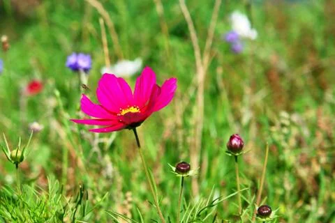 Wildflowers Stock Photos