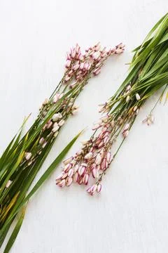 Wildflowers Stock Photos